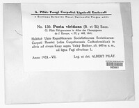 Poria viridans image